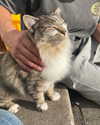 jahia_brown Altpins Profile Picture