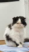 dante_yangpa Altpins Profile Picture