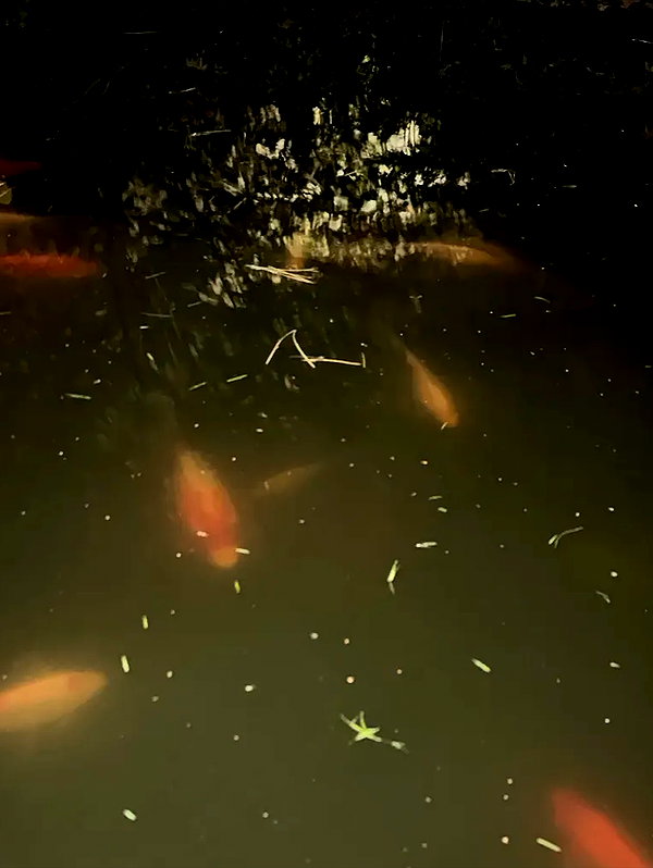 aseynat0r instagram image archive image