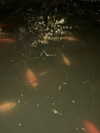aseynat0r Altpins Profile Picture