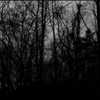 amanitalis Altpins Profile Picture
