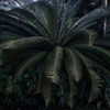 zoeliss Altpins Profile Picture