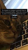 flarebahr Altpins Profile Picture