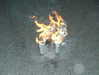 bentevviolet Altpins Profile Picture