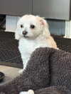 kaniiberry Altpins Profile Picture