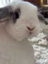 danielle.mercedie Altpins Profile Picture