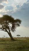 maori_cohen Altpins Profile Picture