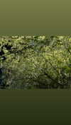 ira_dash_ Altpins Profile Picture