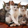 sychevskaya Altpins Profile Picture