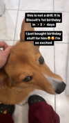 missbrisolo Altpins Profile Picture