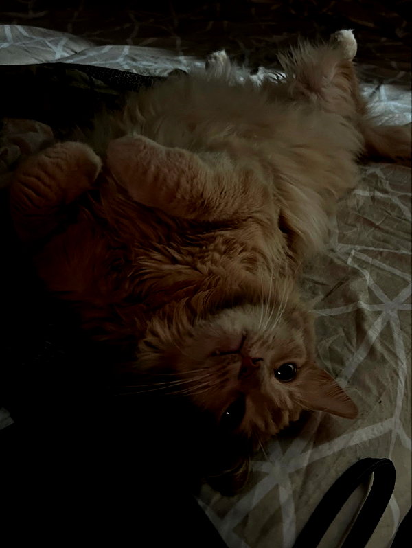 simp_for_cats_ instagram image archive image