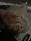 simp_for_cats_ Altpins Profile Picture