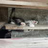 nishymoon_ Altpins Profile Picture
