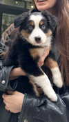 lollinski Altpins Profile Picture
