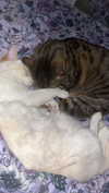 rott3nbambi Altpins Profile Picture