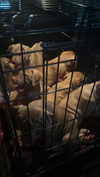 olivia.bolgerr Altpins Profile Picture
