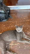 liiza_maarchuk Altpins Profile Picture