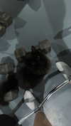 jeanlouiee Altpins Profile Picture