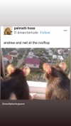 babynympho_archive Altpins Profile Picture