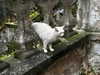 forestowwwl Altpins Profile Picture