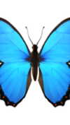 lotembar Altpins Profile Picture