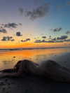 carolinezalog Altpins Profile Picture