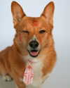 missbrisolo Altpins Profile Picture