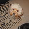 hadas_mayer_ Altpins Profile Picture