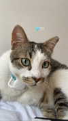 maori_cohen Altpins Profile Picture