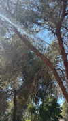 efrat_elmalich Altpins Profile Picture