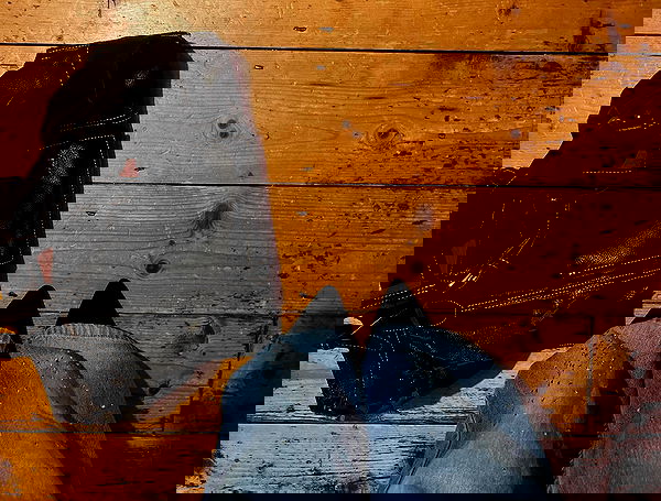 kitty.elliss kitty.elliss archive image