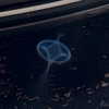 gigihadid Altpins Profile Picture