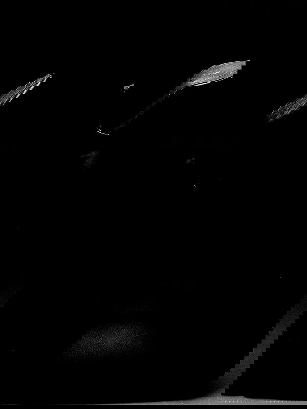 efrat_elmalich efrat_elmalich archive image