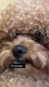violetpau_ Altpins Profile Picture