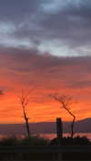 yaarat11 Altpins Profile Picture