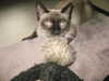 lolontlia Altpins Profile Picture