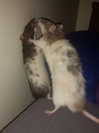 _kybelle Altpins Profile Picture