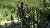 gissell_eli Altpins Profile Picture