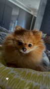 arielgino_ Altpins Profile Picture