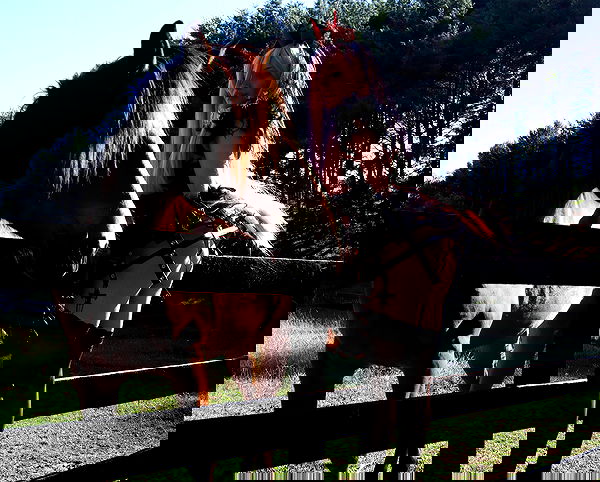 missnyxdawn missnyxdawn archive image