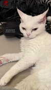tayavii Altpins Profile Picture
