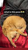 butter.on.a.poptart69 Altpins Profile Picture