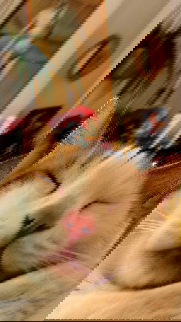 strawberryshanz strawberryshanz archive image