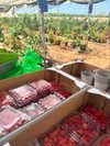 _hilaluu Altpins Profile Picture