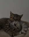 nishymoon_ Altpins Profile Picture