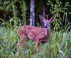 bugz4brainz Altpins Profile Picture