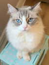 catl0verr69 Altpins Profile Picture