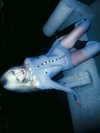 amellliiaa Altpins Profile Picture