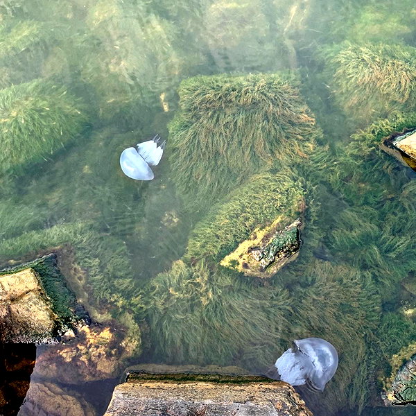 corpema instagram image archive image