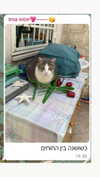 dante_yangpa Altpins Profile Picture
